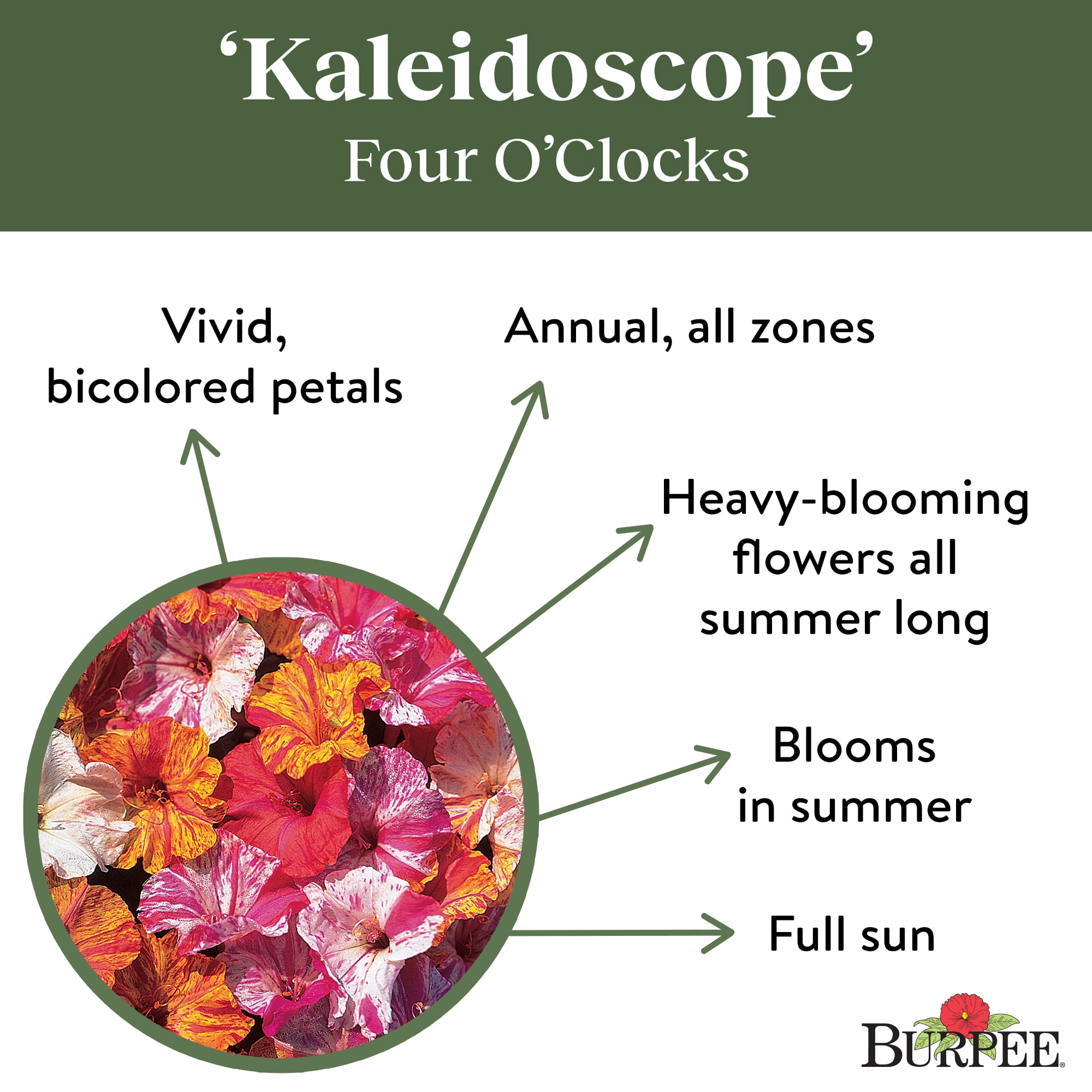 Burpee Kaleidoscope Mixed Colors Four O'Clocks Flower Seed, 1-Pack