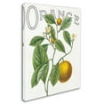 thumbnail image 2 of Trademark Fine Art 'Classic Citrus VI' Canvas Art by Sue Schlabach, 2 of 3