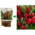 thumbnail image 4 of Red Ginger Plant Root Live Plants, 1 Count, Partial Shade, 4 of 6