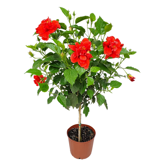 Tropical Hibiscus Tree