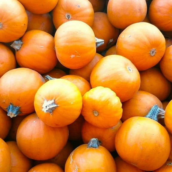 TomorrowSeeds - Wee-B-Little Pumpkin Seeds - 40  Count - For 2026 Planting Miniature Orange Pumpkins