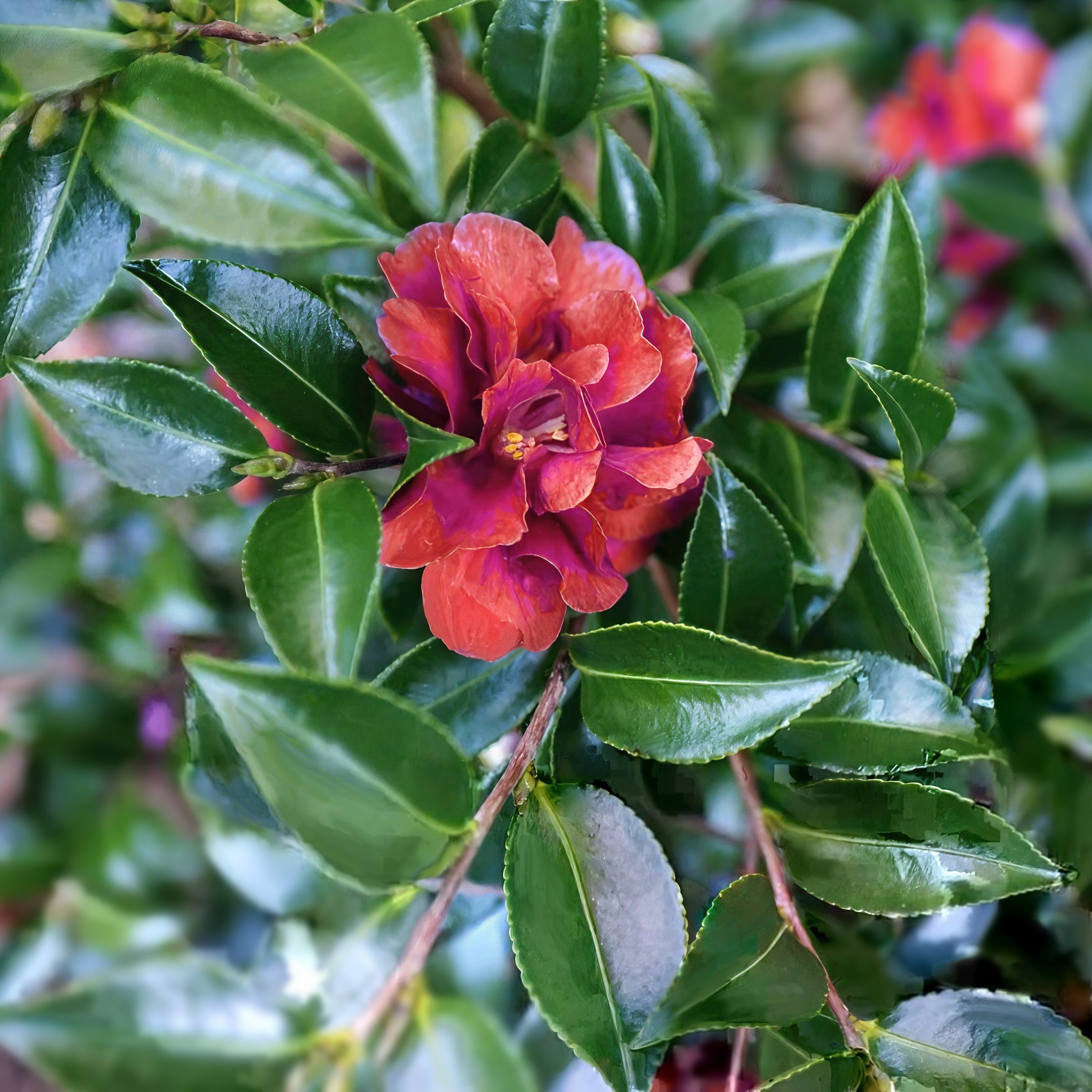 National Plant Network 3 gal. Camellia Sasanqua October Magic Ruby Shrub