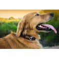 thumbnail image 6 of Mighty Paw Metal Buckle Dog Collar, All Metal Hardware, Lightweight Collar, Reflective Stitching, Strong, Durable (Small, Black), 6 of 9