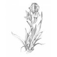 thumbnail image 2 of Harper, Ethan 20x24 White Modern Wood Framed Museum Art Print Titled - Botanical Sketch VI, 2 of 4