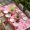 Red Pink, variant on Valentine's Day Table Cloths for 6 Foot Rectangle Tables, Red Gnomes Loves Roses Romantic Beige Patio Waterproof Elastic Fitted Tablecloths, Washable Rectangular Table Cover for Camping