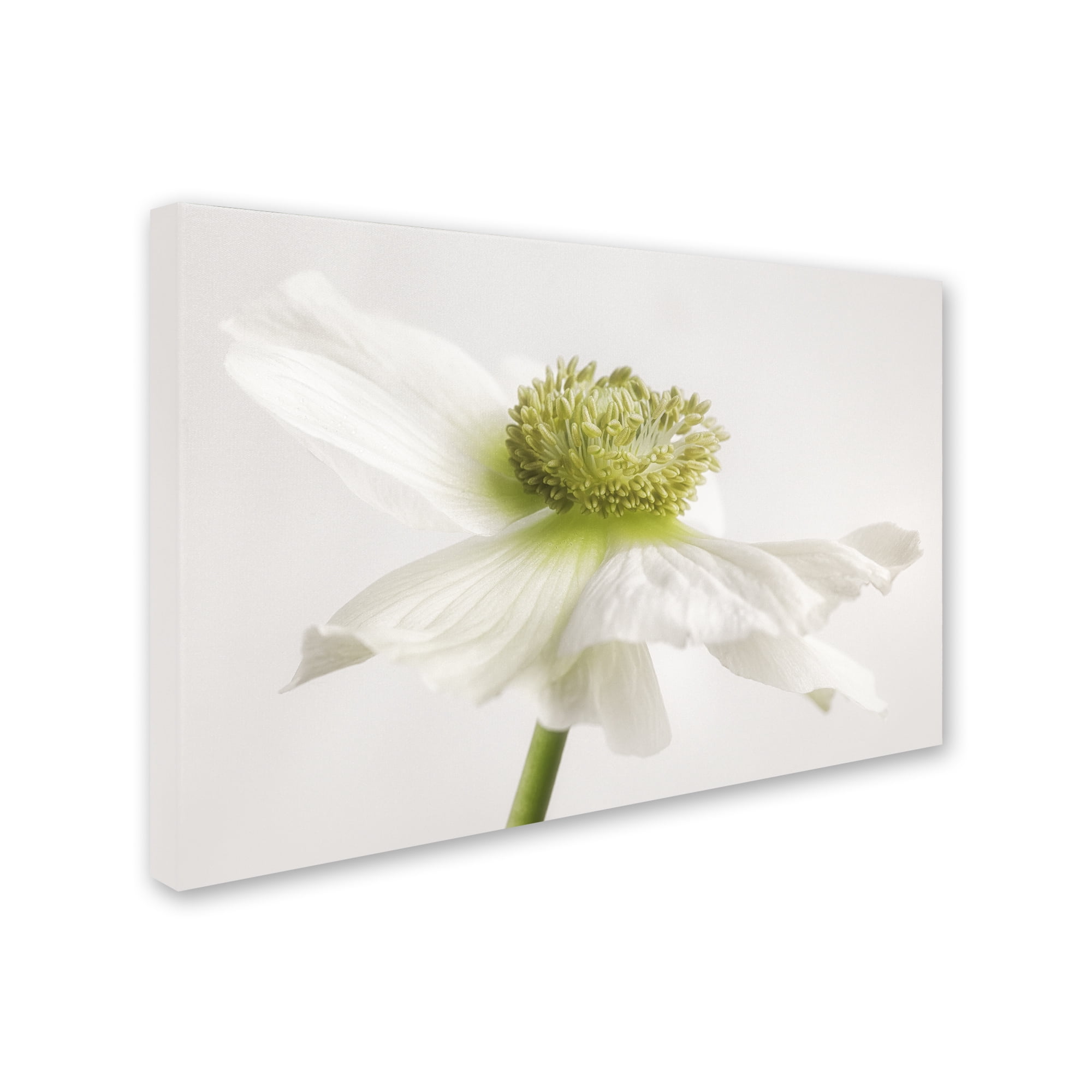 Trademark Fine Art 'White Anemone Flower' Canvas Art by Cora Niele
