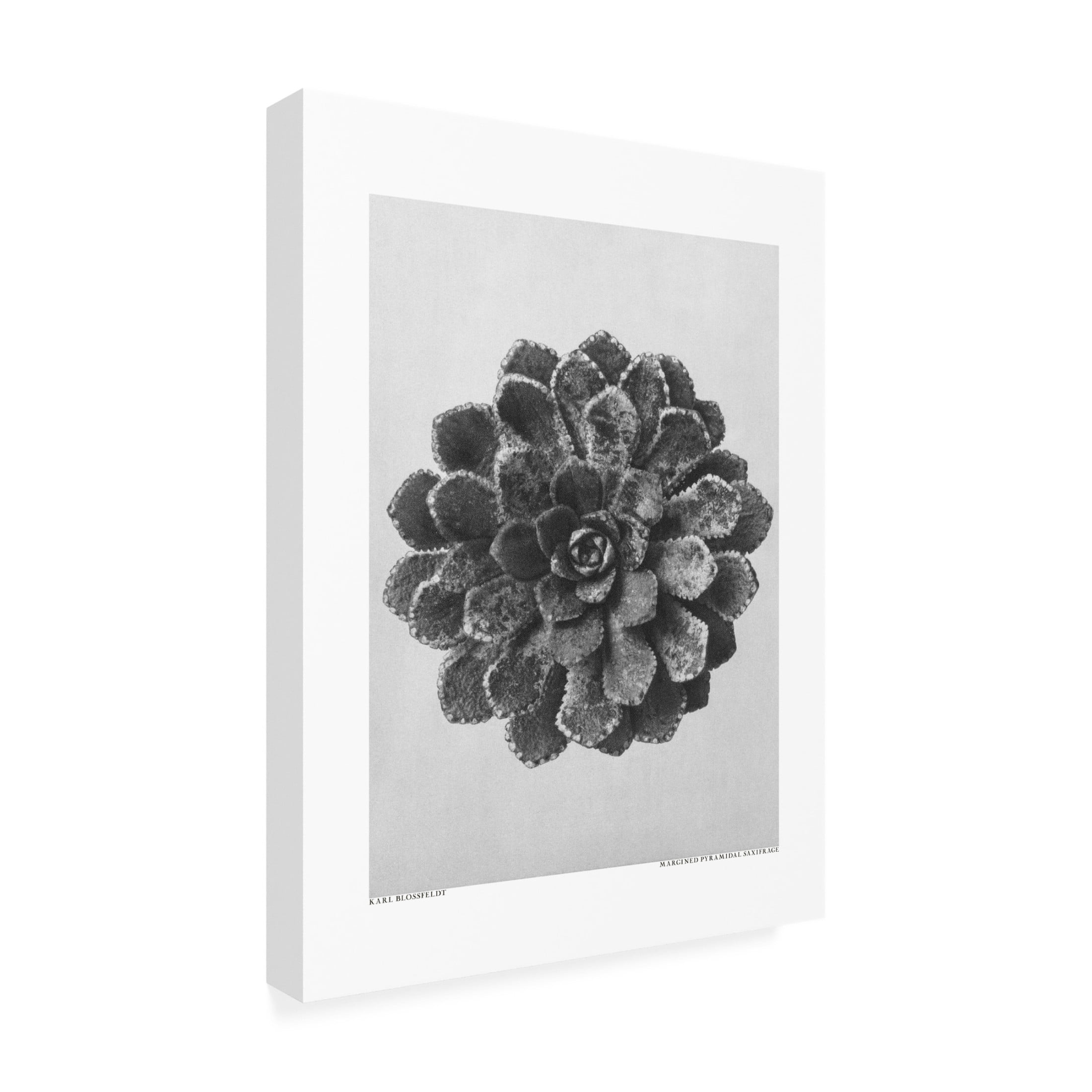 Trademark Fine Art Pictufy Margined Pyramidal Saxifrage Canvas Wall Art