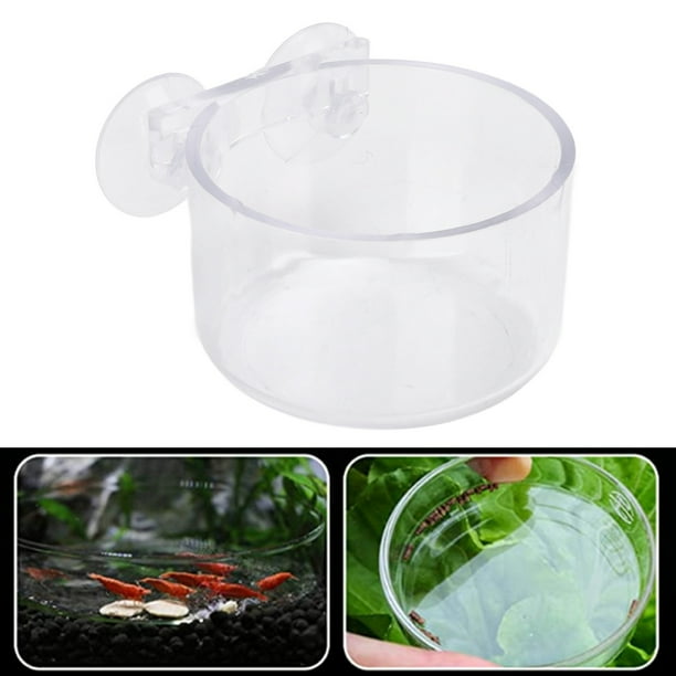 Live food for aquarium fish 2025