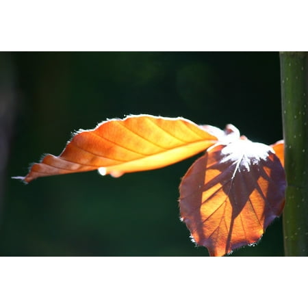 Copper Beech Tree - Canvas Print Leaves Copper Beech Leaf Tree Nature Stretched Canvas 10 x 14