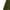 Green, variant on Ccpelsie Mens Joggers Sweatpants with Pockets Solid Drawstring Pants(Black,4XL)