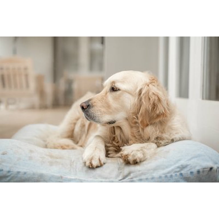 Dog PEE Absorber Diaper Pet Housebreaking Training Underpads Chux Potty Pee Pads Dog PEE Absorber Diaper Pet Housebreaking Training Underpads Chux Potty Pee Pads
