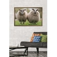 thumbnail image 2 of Sheep Standing In The Meadow Wall Poster, 22.375" x 34" Framed, 2 of 6
