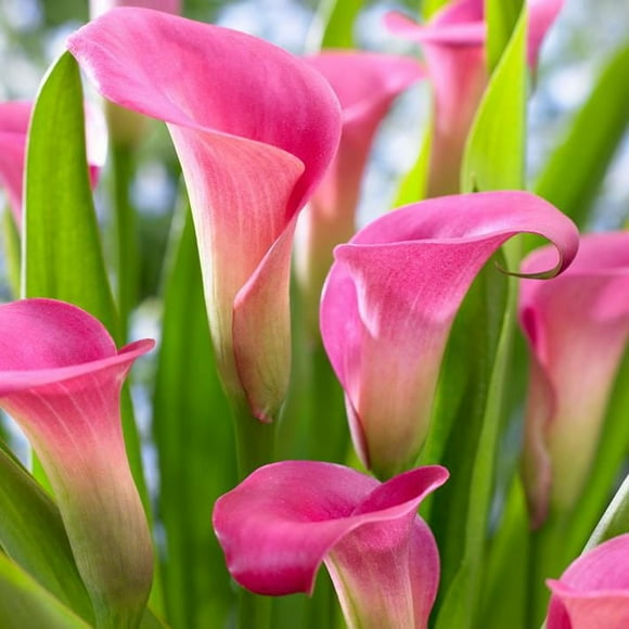 Flower Bulbs - Calla Lily Zantedeschia Rehmannii (3 Bulbs)
