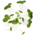 thumbnail image 2 of 36 Pcs Mini Plantes Artificielles d'Aquarium Caniche Accessoires de Réservoir de Poissons, 2 of 8
