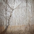 thumbnail image 2 of Wasinger, Renate 12x12 Gold Ornate Wood Framed with Double Matting Museum Art Print Titled - Birch Forest, 2 of 4