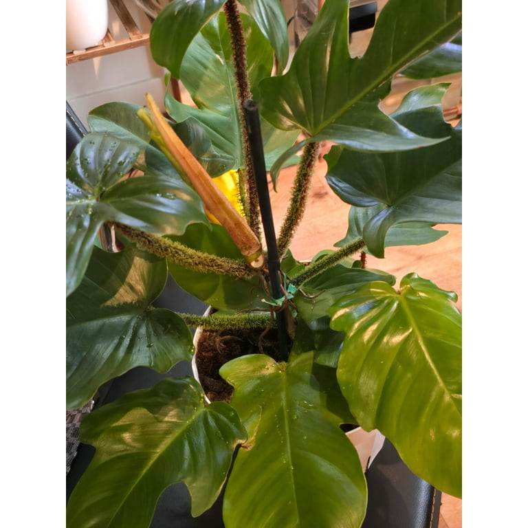8 inch pot - Philodendron squamiferum XL big plant - Red Bristle  Philodendron indoor and outdoor air purifier- Get similar to the picture -  Walmart.com