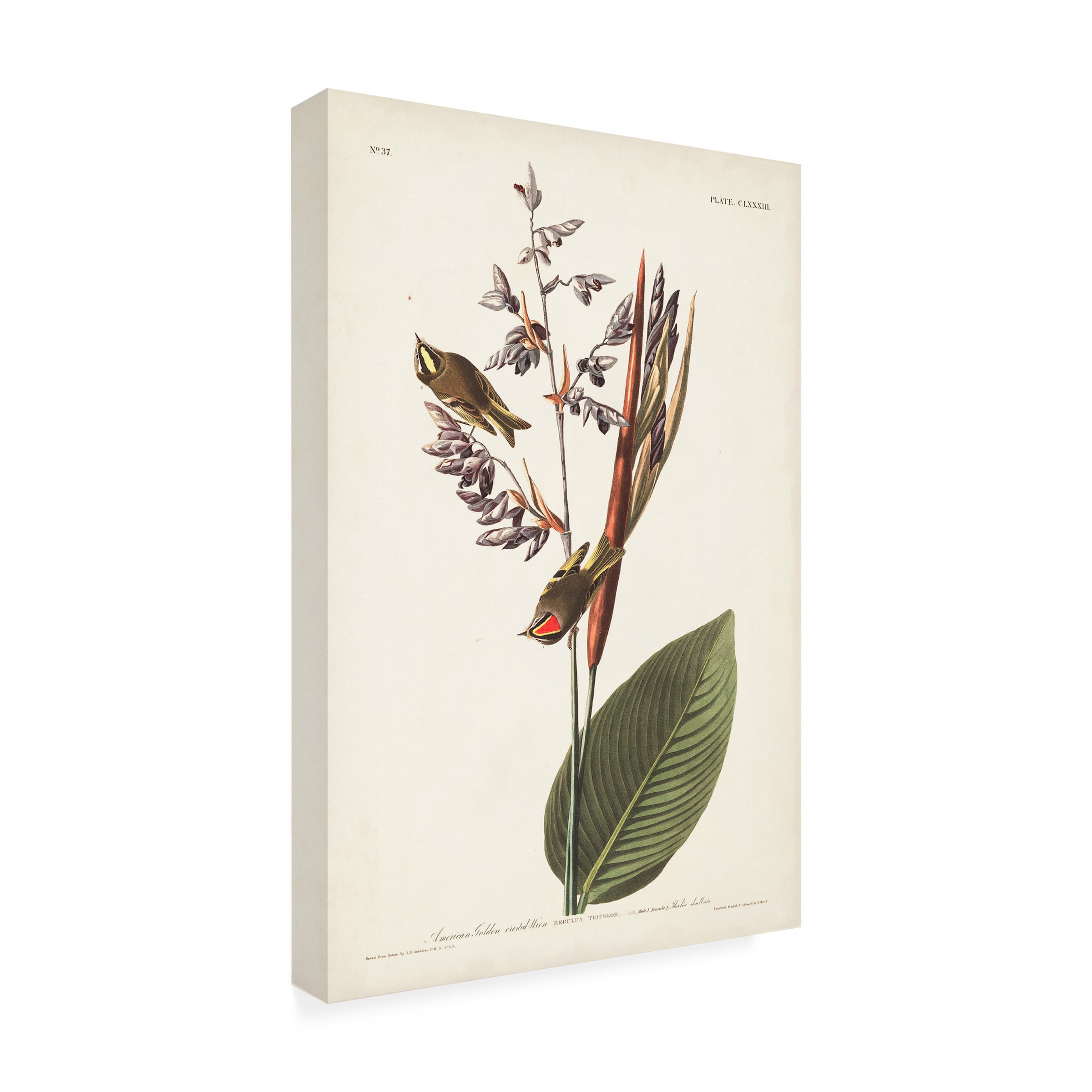 John James Audubon ' Golden Crested Wren' Canvas Art