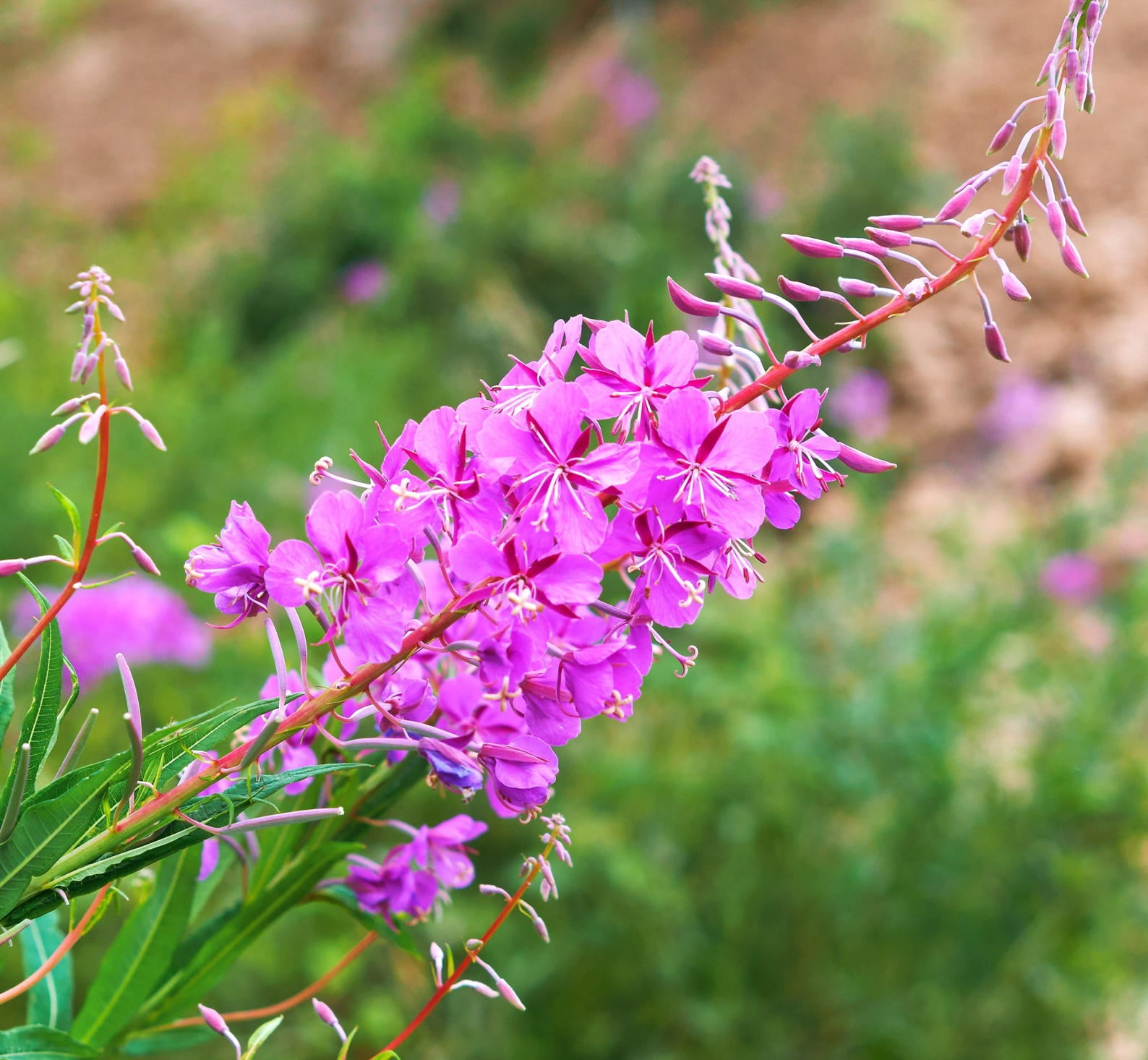 Burpee Sunny Perennial Cut Flower Garden Collections - Walmart.com