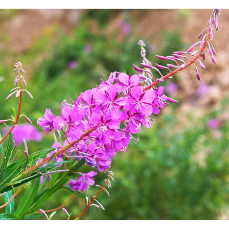 Fireweed Epilobium angustifolium Meadow Wildflowers Premium Seeds for Planting