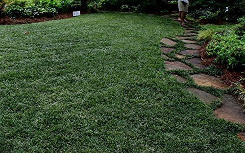 Dwarf Mondo Grass  72 Live Plants  Ophiopogon Japonicus Nanus  Shade Loving Evergreen Ground Cover