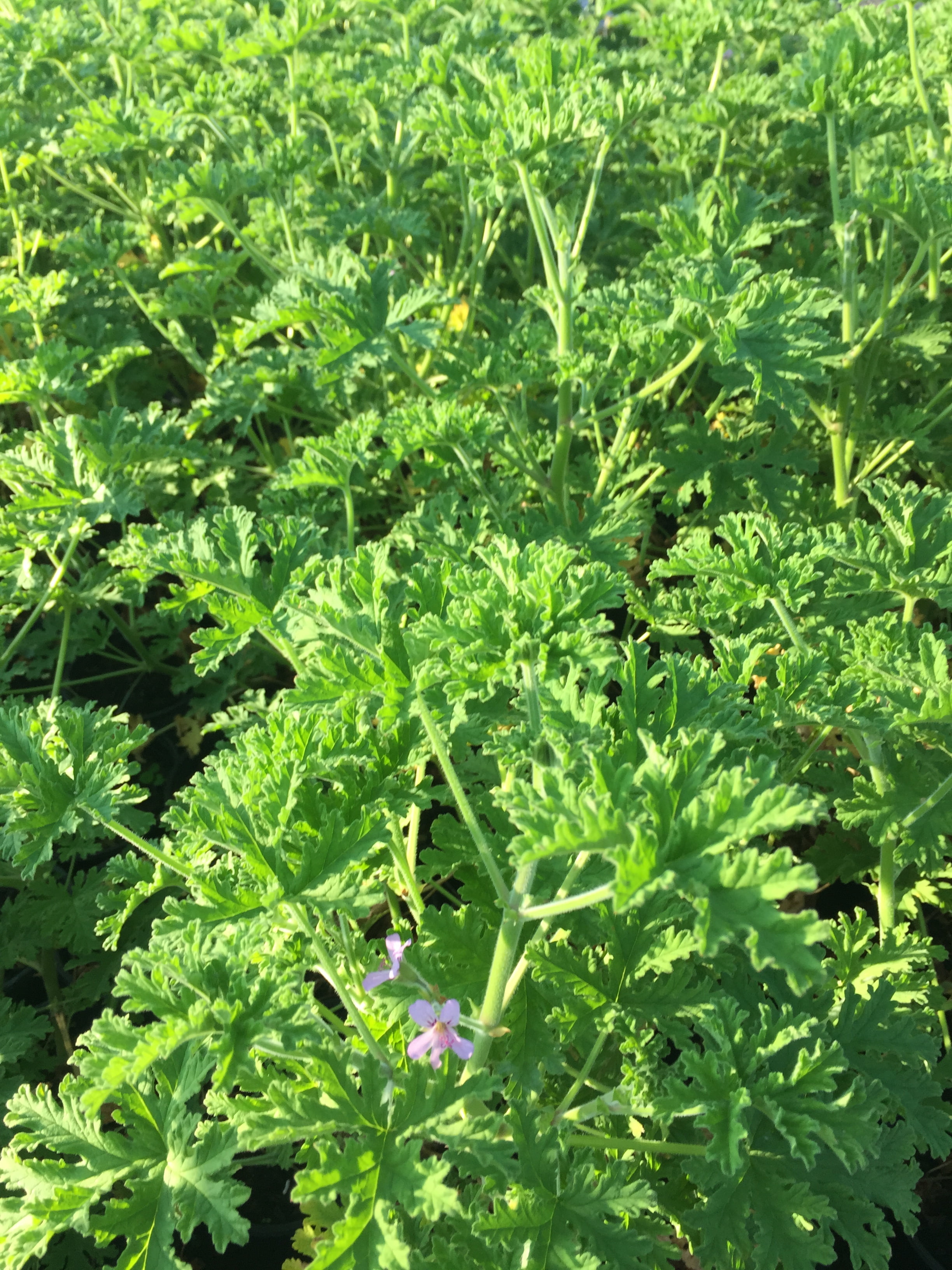 How To Use Citronella Plant coneixermallorcafotos