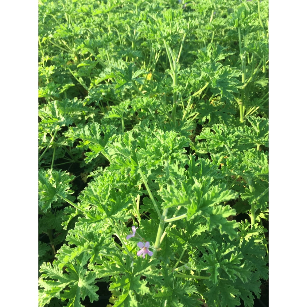 Citronella Plant, in a 4 inch Pot