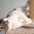 thumbnail image 6 of Cat Tree 3Tier Tall Cat Tower Condo With 2 Napping Perches Sisal Rope Scratching Post Hanging Mouse And Interactive Wheel Toy By Beige 27.5, 6 of 7