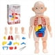 thumbnail image 5 of Modelo de Cráneo de Anatomía, Rompecabezas de Cráneo de Anatomía , Mini Modelo de Cráneo Humano Desmontable, Modelo de Órgano Humano, 5 of 5
