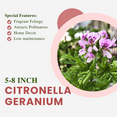 thumbnail image 3 of Live Citronella Geranium Plant, Fragrant Citronella Plant for Containers or Borders, 5–8 Inch Tall, 3 of 6