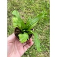 thumbnail image 5 of Fishtail Fern, Microsorum Punctatum Grandiceps, Limited, in a 2 inch Pot Super Cute, 5 of 9