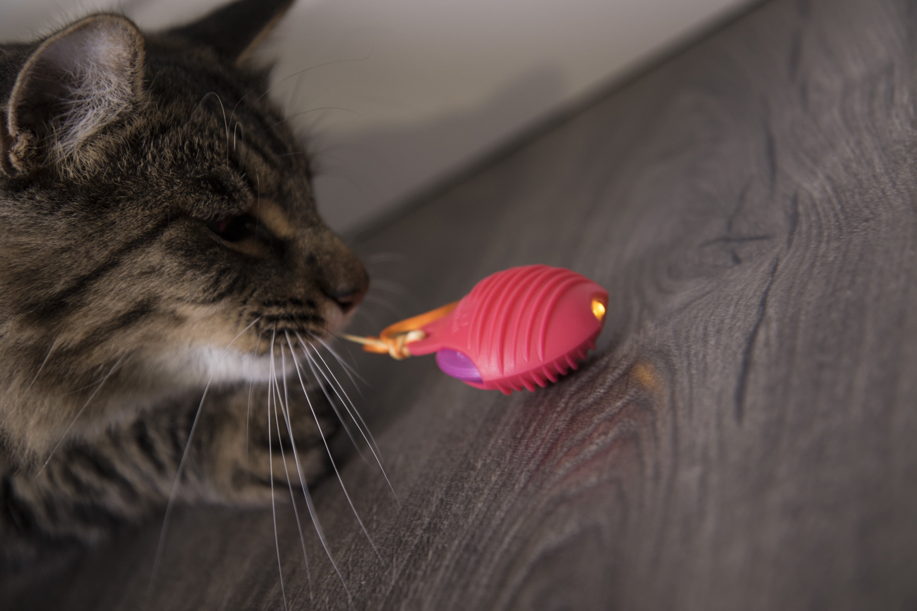 SmartyKat Crazy Cruiser Rumble Bug Electronic Motion Cat Toy
