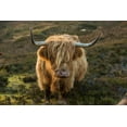thumbnail image 2 of Jaynes Gallery 14x11 White Modern Wood Framed Museum Art Print Titled - Scotland-The Isle of Skye Close-up of highland cow, 2 of 4