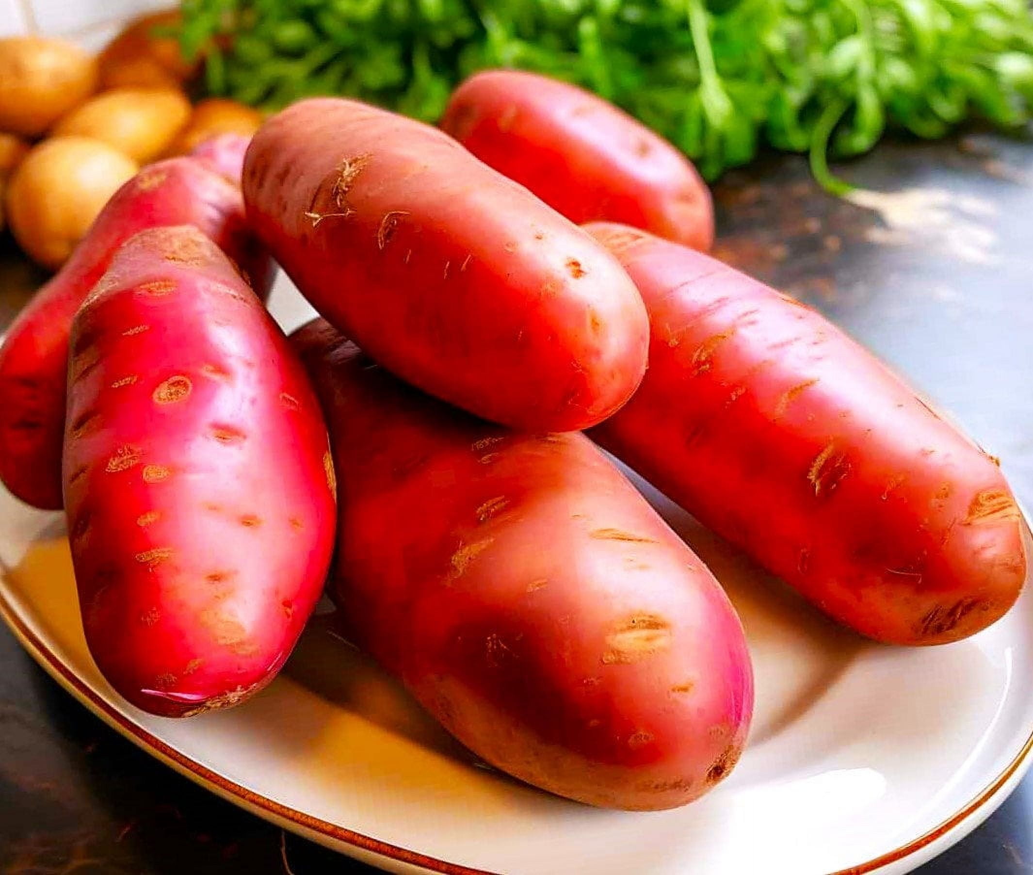 TomorrowSeeds - Red French Fingerling Seed Potatoes - USDA Certified for Growers Red Gold New Potato Bulb For Planting Vegetable Seeds 2025 - 15 Pounds
