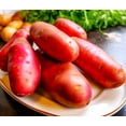 thumbnail image 4 of TomorrowSeeds - Red French Fingerling Seed Potatoes - USDA Certified for Growers Red Gold New Potato Bulb For Planting Vegetable Seeds 2025 - 15 Pounds, 4 of 10