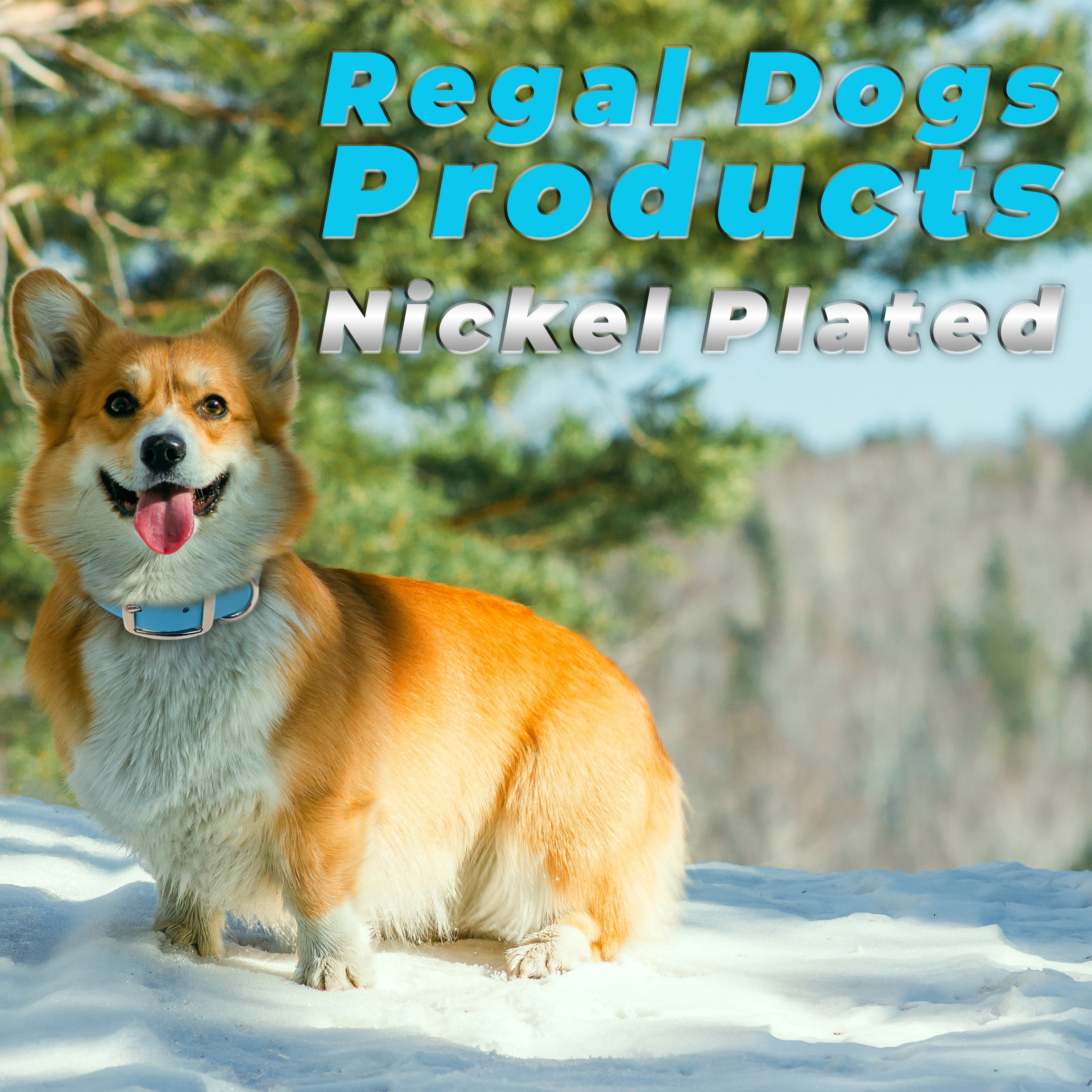Regal Dog Products Waterproof Collar with Double Buckle and D Ring