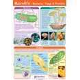 thumbnail image 1 of Microlife Curriculum Mastery Poster Model, 1 of 1