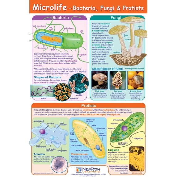 Microlife Curriculum Mastery Poster Model