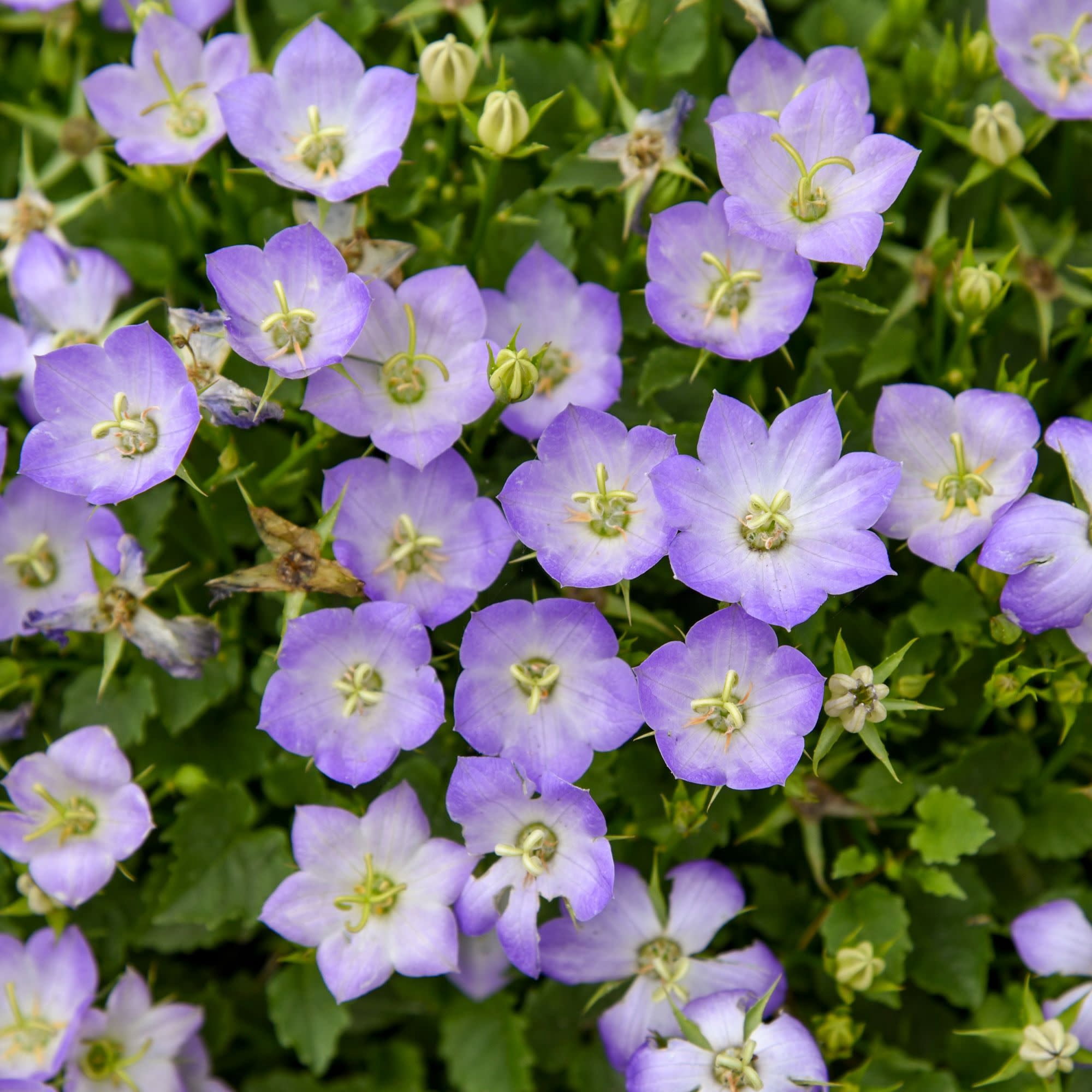 Proven Winners 6" Blue Mini Marvels 'Twilight' Carpathian Bellflower Live Plant in 6.5" Pot