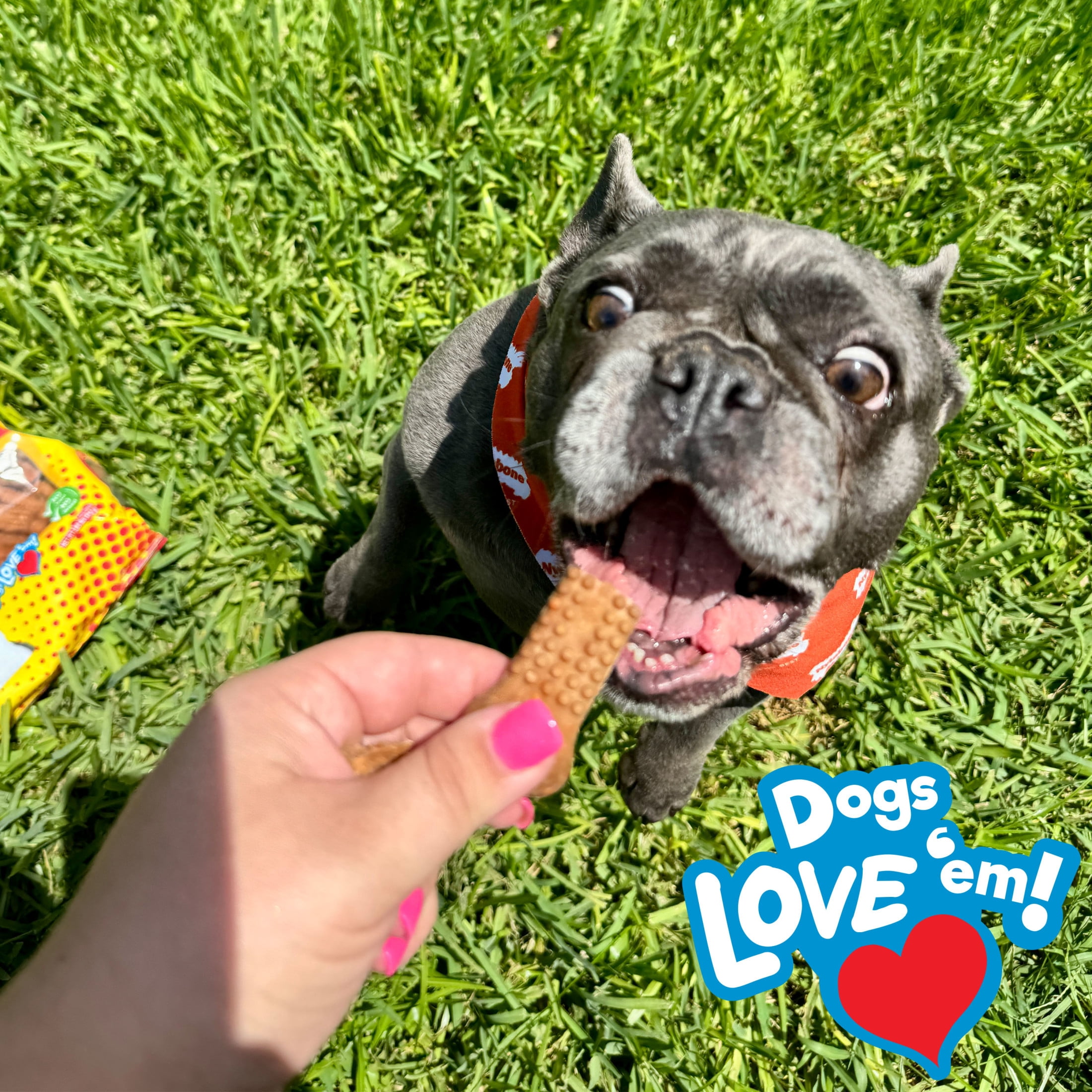Nylabone Nubz Flavor Bursts Natural Dog Treats for Small Dogs, Bacon & Cheese Flavor Dog Bones, Small - Up to 30 lbs., 36 Count