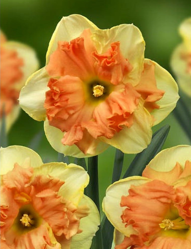 Vanilla Peach Daffodil 5 Bulbs - Soft Yellow & Peach - 14/16 cm Bulbs ...