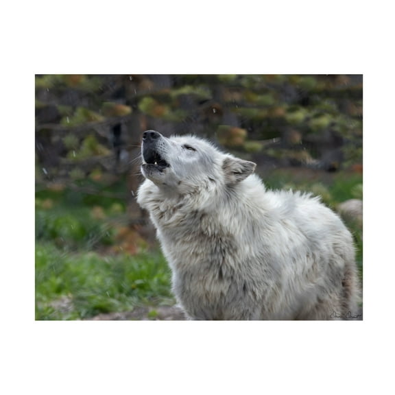 Trademark Fine Art David Drost Howling Wolf Canvas Wall Art