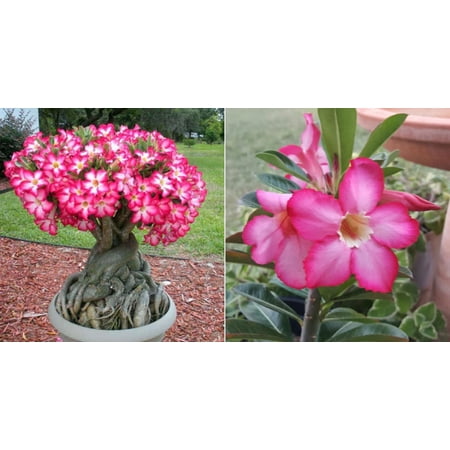 Desert Rose plant, Blooms - Easy Care, No Watering Needed, -Beautiful holiday decorations,Sweet and charming,