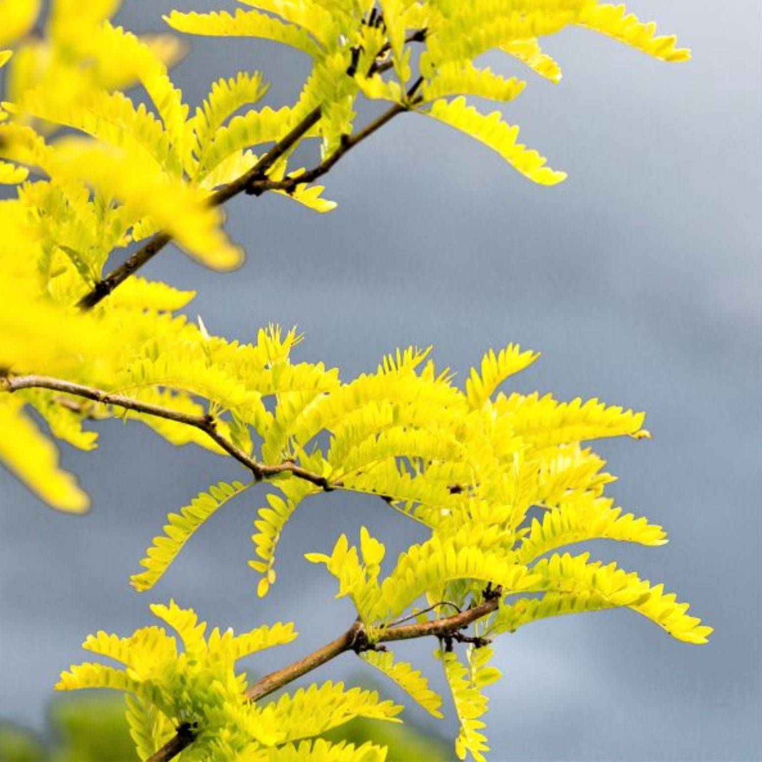 Expert Gardener 3-4' Golden Locust Tree in 7 gal. Grower Pot