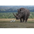 thumbnail image 2 of Hopkins, Cindy Miller 32x23 Black Ornate Wood Framed with Double Matting Museum Art Print Titled - Africa-Kenya-Ol Pejeta-Southern white rhinoceros-Ceratotherium simum simum-with cattle egrets, 2 of 4