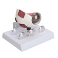 thumbnail image 4 of Modelo de Globo Ocular Ampliado Modelo de Lesión de Globo Ocular Modelo Anatómico del Ojo Humano Pantalla Precisa Modelo de Explicación de Globo Ocular Médico Ampliado con ANGGREK Otros, 4 of 7
