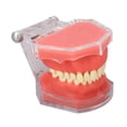 thumbnail image 3 of Herramienta Modelo De Encía Dientes Extraíbles Herramienta De Enseñanza De Práctica Suave Para Demostración Oral, 3 of 7
