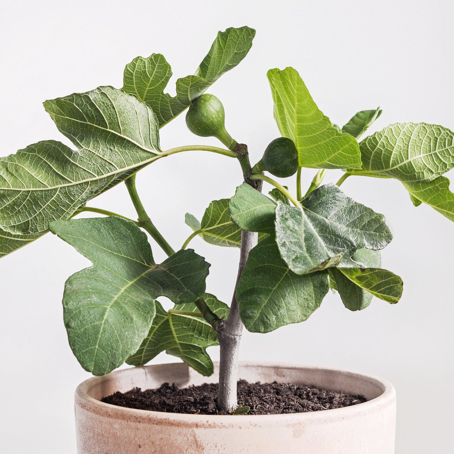 Fignomenal Fig Live Plant Ficus carica Wellspring Gardens Starter Plant