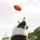 thumbnail image 5 of Juguete de fútbol para masticar perros chirriantes, juguete de fútbol para perros chirriantes, limpieza de dientes, juguete de fútbol para perros, juguete de fútbol para perros chirriantes, resistente y resistente, 5 of 5