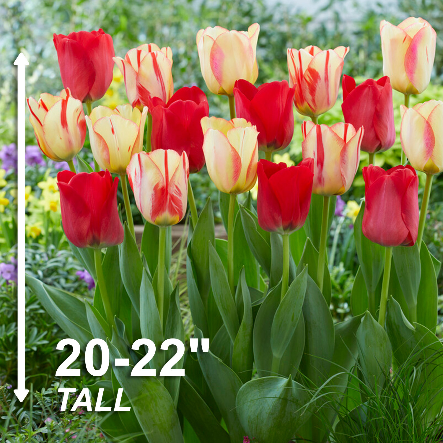 Garden State Bulb Spryng Break Blend Triumph Tulip Bulbs, 12/+ cm (Bag of 100)