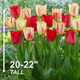 thumbnail image 4 of Garden State Bulb Spryng Break Blend Triumph Tulip Bulbs, 12/+ cm (Bag of 25), 4 of 8